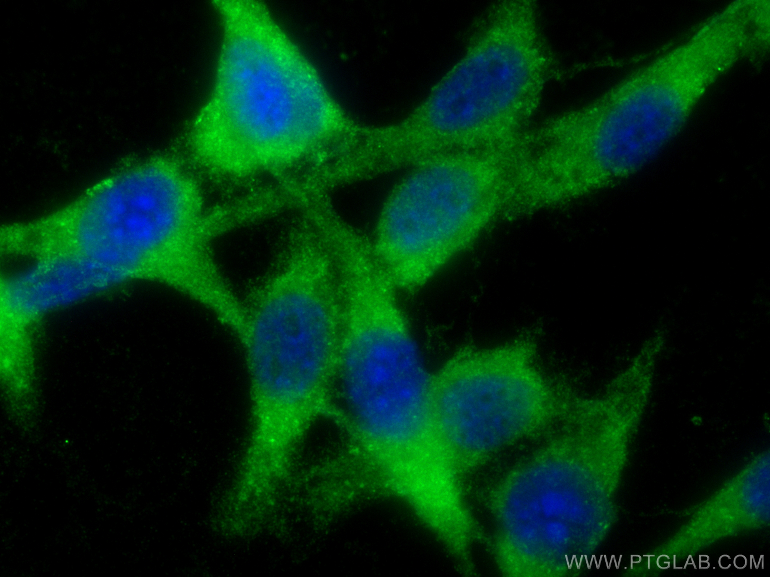 Immunofluorescence (IF) / fluorescent staining of NIH/3T3 cells using Bcl2 Polyclonal antibody (26593-1-AP)
