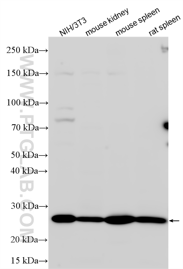 Western Blot (WB) analysis of various lysates using Bcl2 Polyclonal antibody (26593-1-AP)