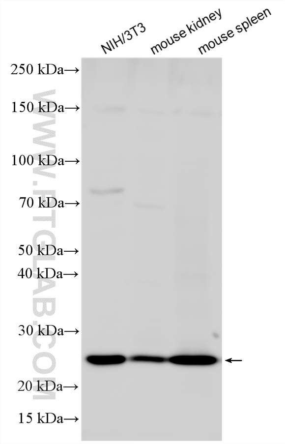 Western Blot (WB) analysis of various lysates using Bcl2 Polyclonal antibody (26593-1-AP)