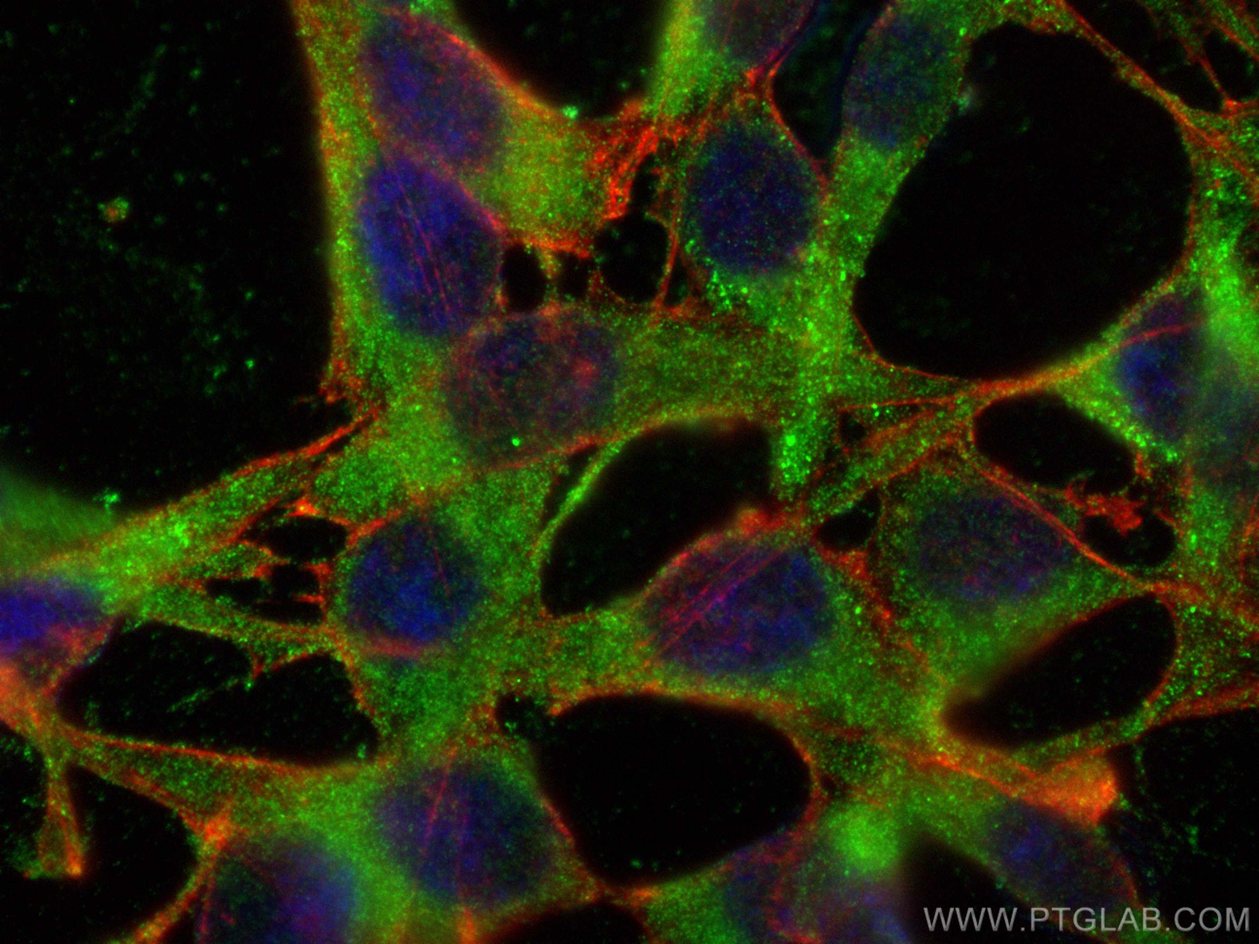 Immunofluorescence (IF) / fluorescent staining of NIH/3T3 cells using Bcl2 Monoclonal antibody (68103-1-Ig)