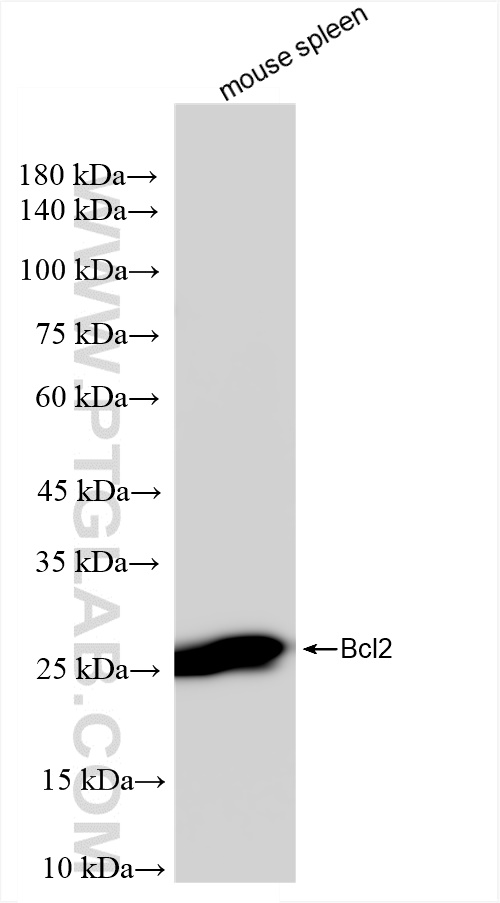 Western Blot (WB) analysis of mouse spleen tissue using Bcl2 Recombinant antibody (82469-6-RR)
