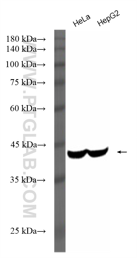 Western Blot (WB) analysis of various lysates using HRP-conjugated Beta Actin Monoclonal antibody (HRP-60008)