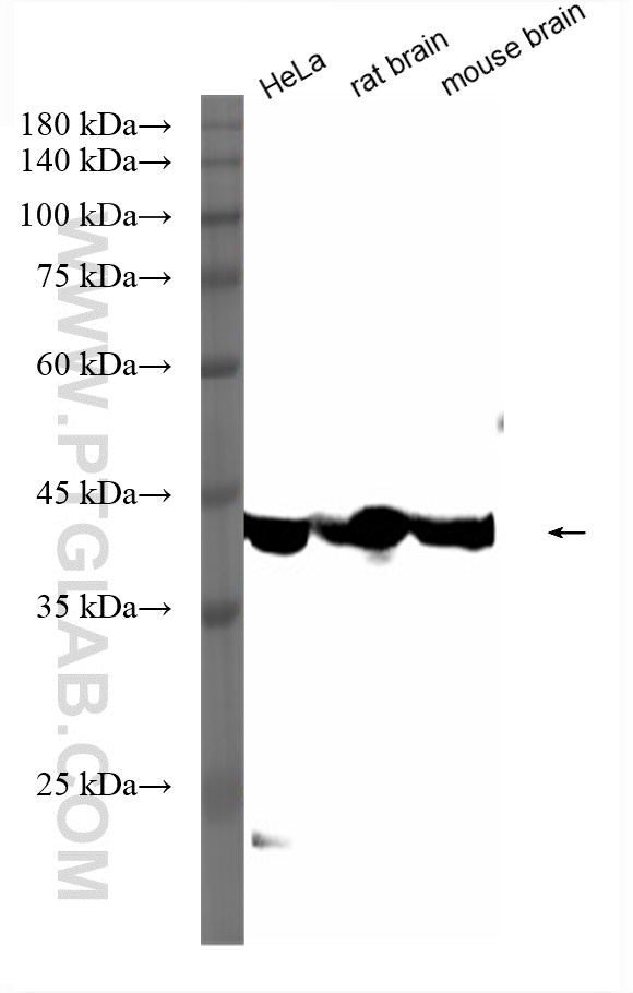 Western Blot (WB) analysis of various lysates using HRP-conjugated Beta Actin Recombinant antibody (HRP-81115)