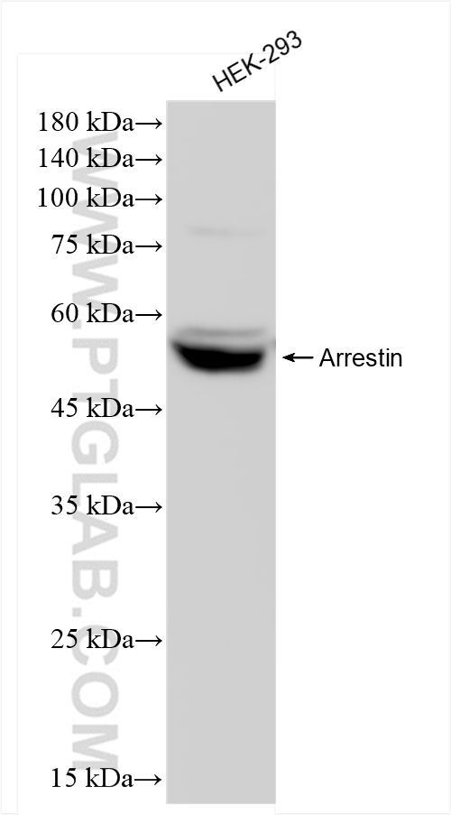 Western Blot (WB) analysis of various lysates using Beta Arrestin 1 Recombinant antibody (83837-1-RR)