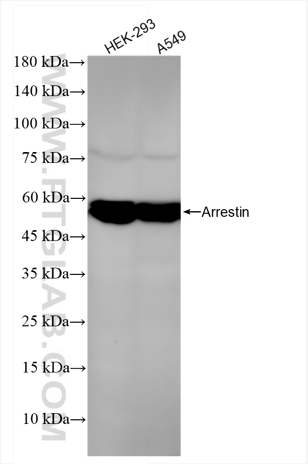 Western Blot (WB) analysis of various lysates using Beta Arrestin 1 Recombinant antibody (83837-1-RR)