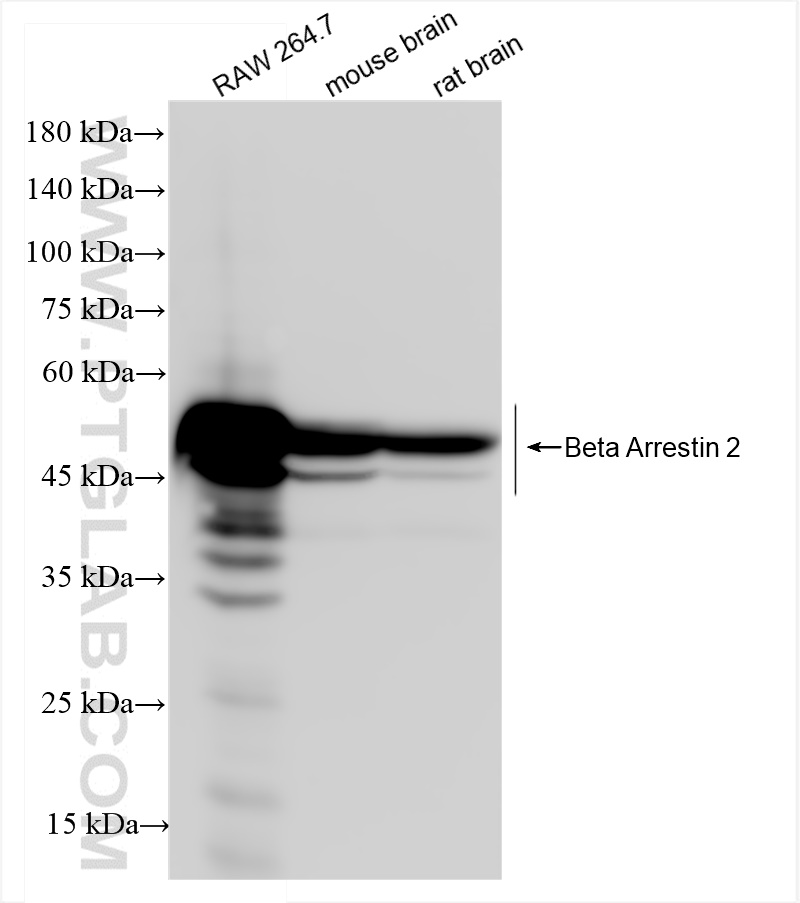 Western Blot (WB) analysis of various lysates using Beta Arrestin 2 Recombinant antibody (82780-6-RR)