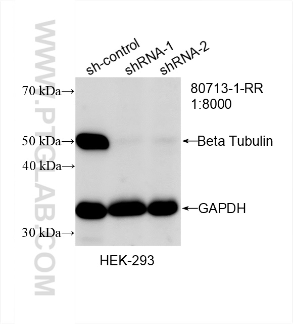 Western Blot (WB) analysis of HEK-293 cells using Beta Tubulin Recombinant antibody (80713-1-RR)