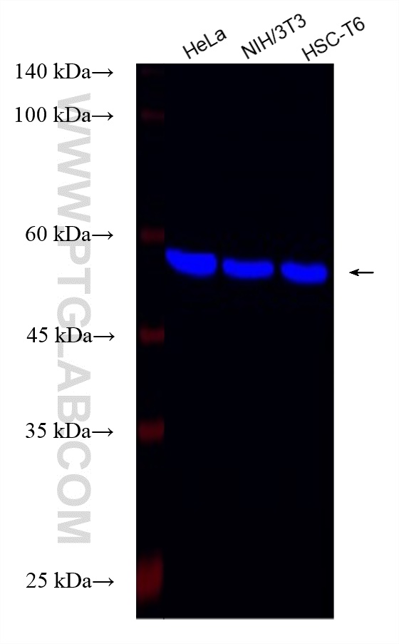 Western Blot (WB) analysis of various lysates using CoraLite® Plus 750-conjugated Beta Tubulin Recombi (CL750-80713)