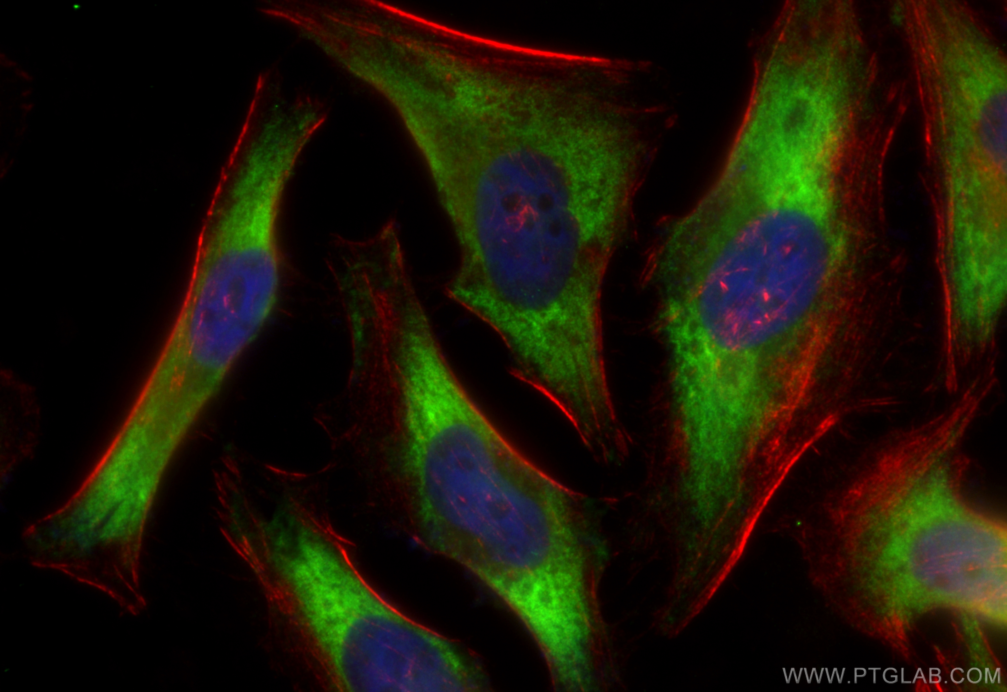 Immunofluorescence (IF) / fluorescent staining of HeLa cells using CoraLite® Plus 488-conjugated Bif-1 Recombinant an (CL488-83715)