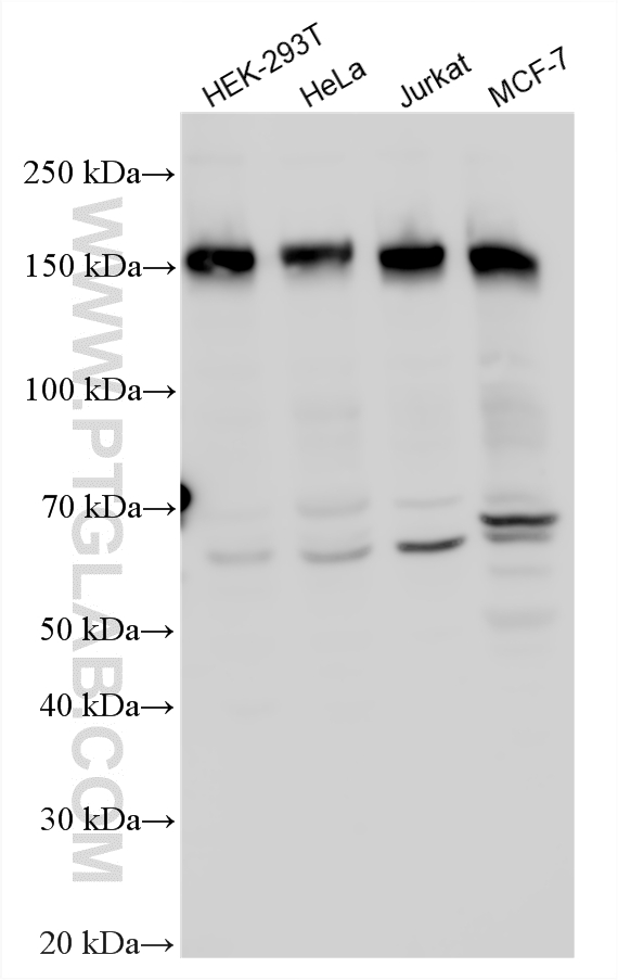 Western Blot (WB) analysis of various lysates using C11orf30 Polyclonal antibody (26212-1-AP)