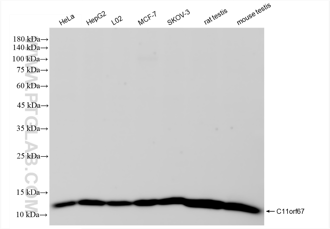 Western Blot (WB) analysis of various lysates using C11orf67 Recombinant antibody (83603-4-RR)