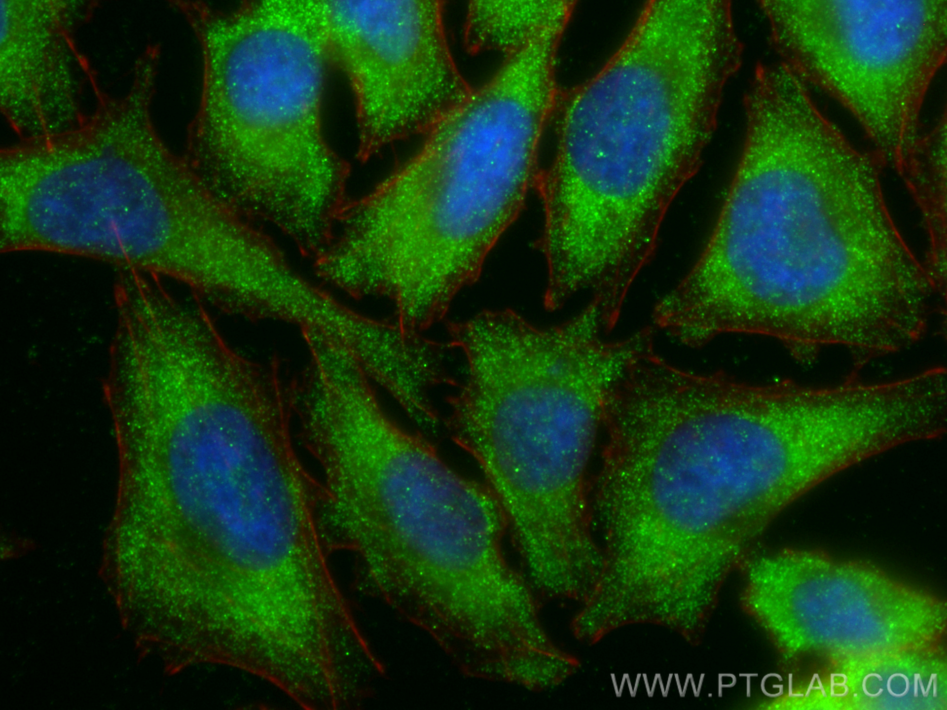 Immunofluorescence (IF) / fluorescent staining of A375 cells using Hikeshi Polyclonal antibody (20524-1-AP)