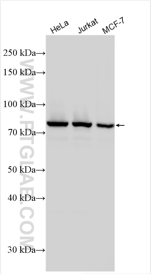 Western Blot (WB) analysis of various lysates using ASUN Polyclonal antibody (19892-1-AP)