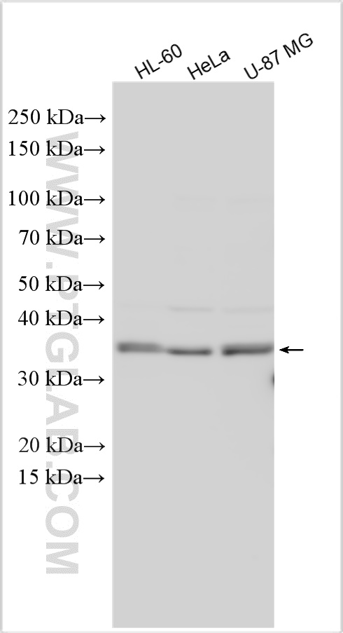 Western Blot (WB) analysis of various lysates using C12orf29 Polyclonal antibody (31647-1-AP)