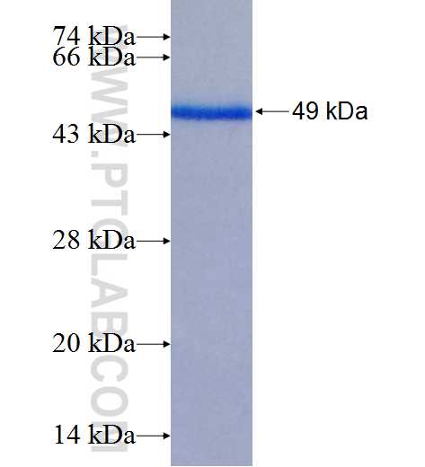 C12orf41 fusion protein Ag25989 SDS-PAGE