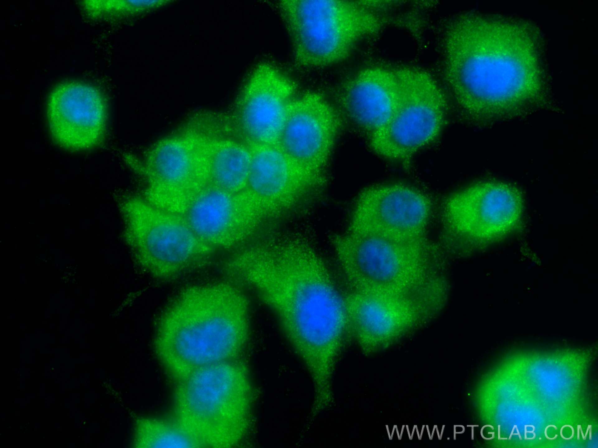 Immunofluorescence (IF) / fluorescent staining of PC-12 cells using C13orf1 Polyclonal antibody (26510-1-AP)