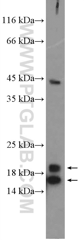 Western Blot (WB) analysis of mouse brain tissue using C13orf1 Polyclonal antibody (26510-1-AP)