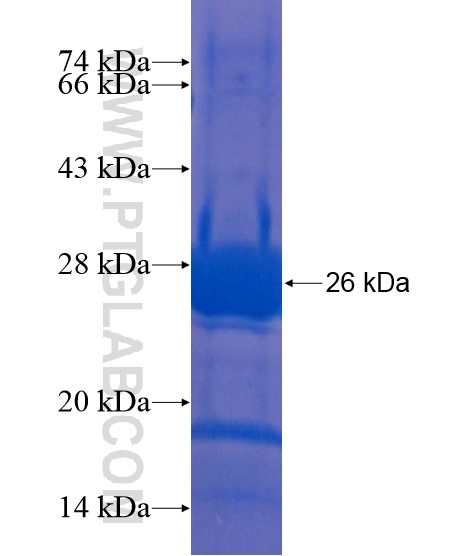 C13orf27 fusion protein Ag22096 SDS-PAGE