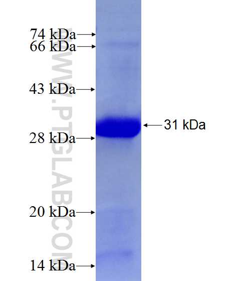 C13orf31 fusion protein Ag27317 SDS-PAGE