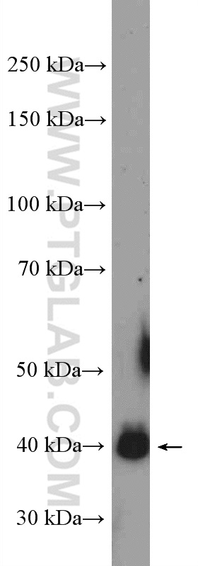 Western Blot (WB) analysis of HepG2 cells using C13orf33 Polyclonal antibody (26137-1-AP)