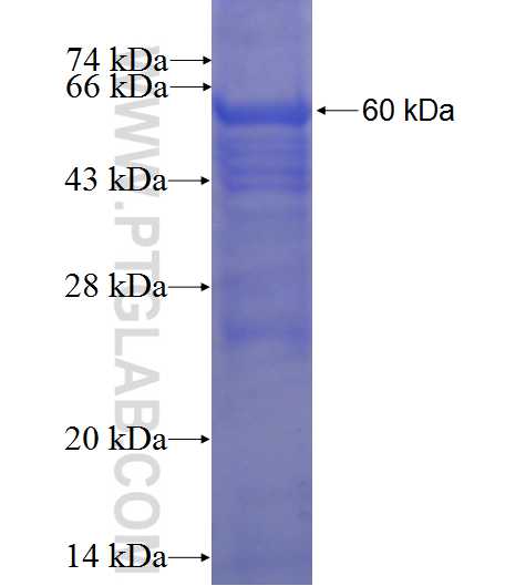 C13orf33 fusion protein Ag23516 SDS-PAGE