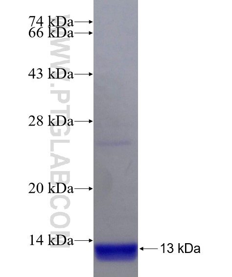 C13orf37 fusion protein Ag21983 SDS-PAGE