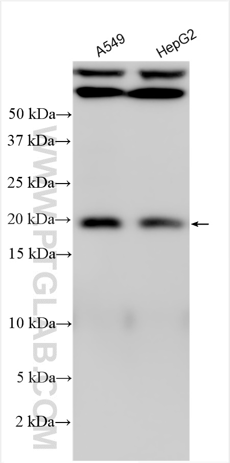 Western Blot (WB) analysis of various lysates using C14orf126 Polyclonal antibody (23923-1-AP)