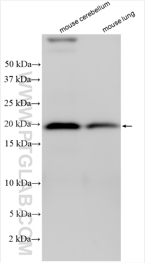 Western Blot (WB) analysis of various lysates using C14orf126 Polyclonal antibody (23923-1-AP)