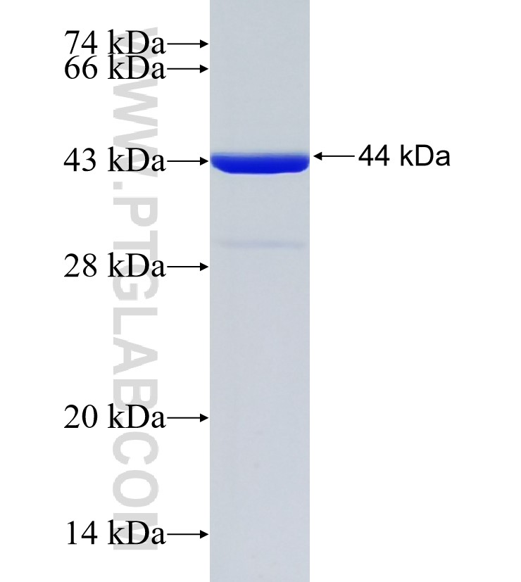 C14orf126 fusion protein Ag21053 SDS-PAGE