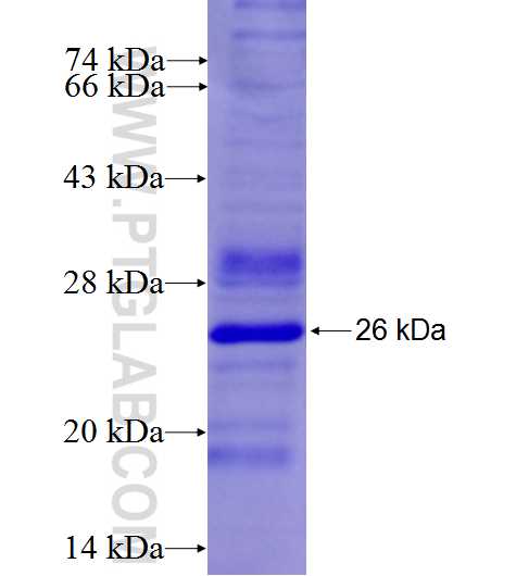 C14orf21 fusion protein Ag26895 SDS-PAGE