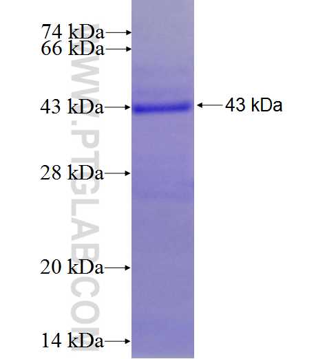 C14orf50 fusion protein Ag28076 SDS-PAGE