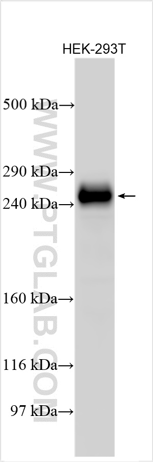 Western Blot (WB) analysis of various lysates using C15orf42 Polyclonal antibody (30664-1-AP)