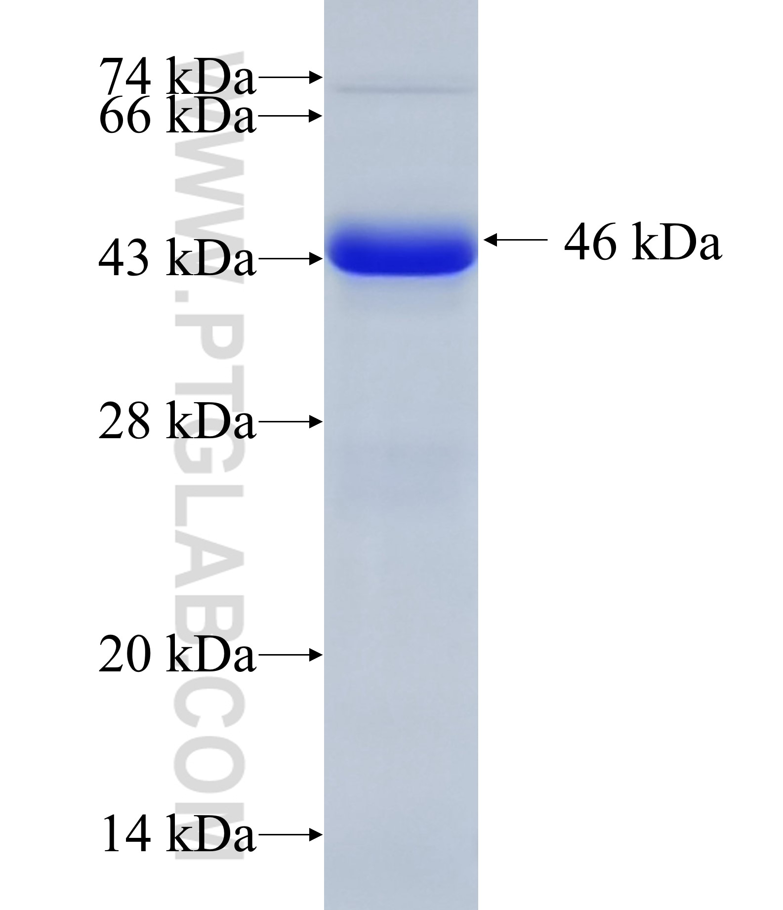 C15orf42 fusion protein Ag33632 SDS-PAGE