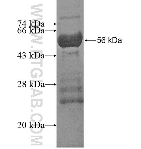 C16orf57 fusion protein Ag15689 SDS-PAGE