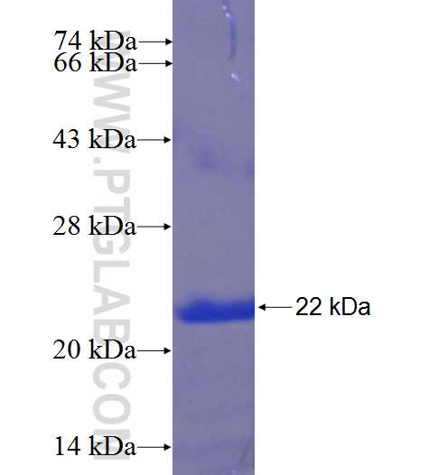 C16orf63 fusion protein Ag24071 SDS-PAGE