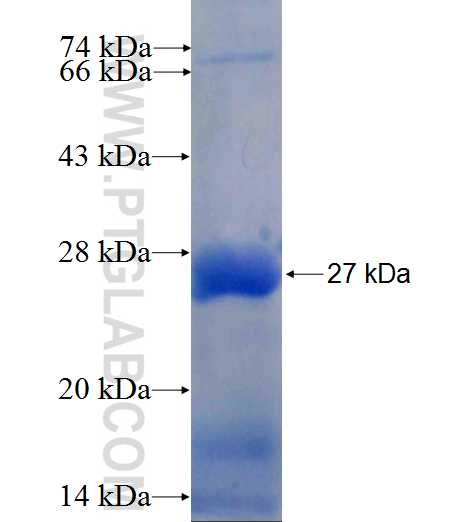 C16orf73 fusion protein Ag23792 SDS-PAGE