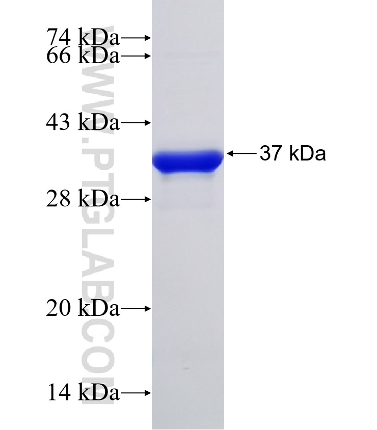 C16orf74 fusion protein Ag32878 SDS-PAGE