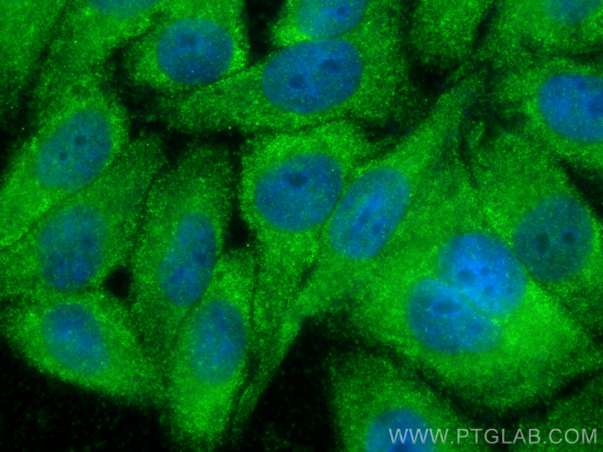 Immunofluorescence (IF) / fluorescent staining of HepG2 cells using MYDGF/C19orf10 Polyclonal antibody (11353-1-AP)