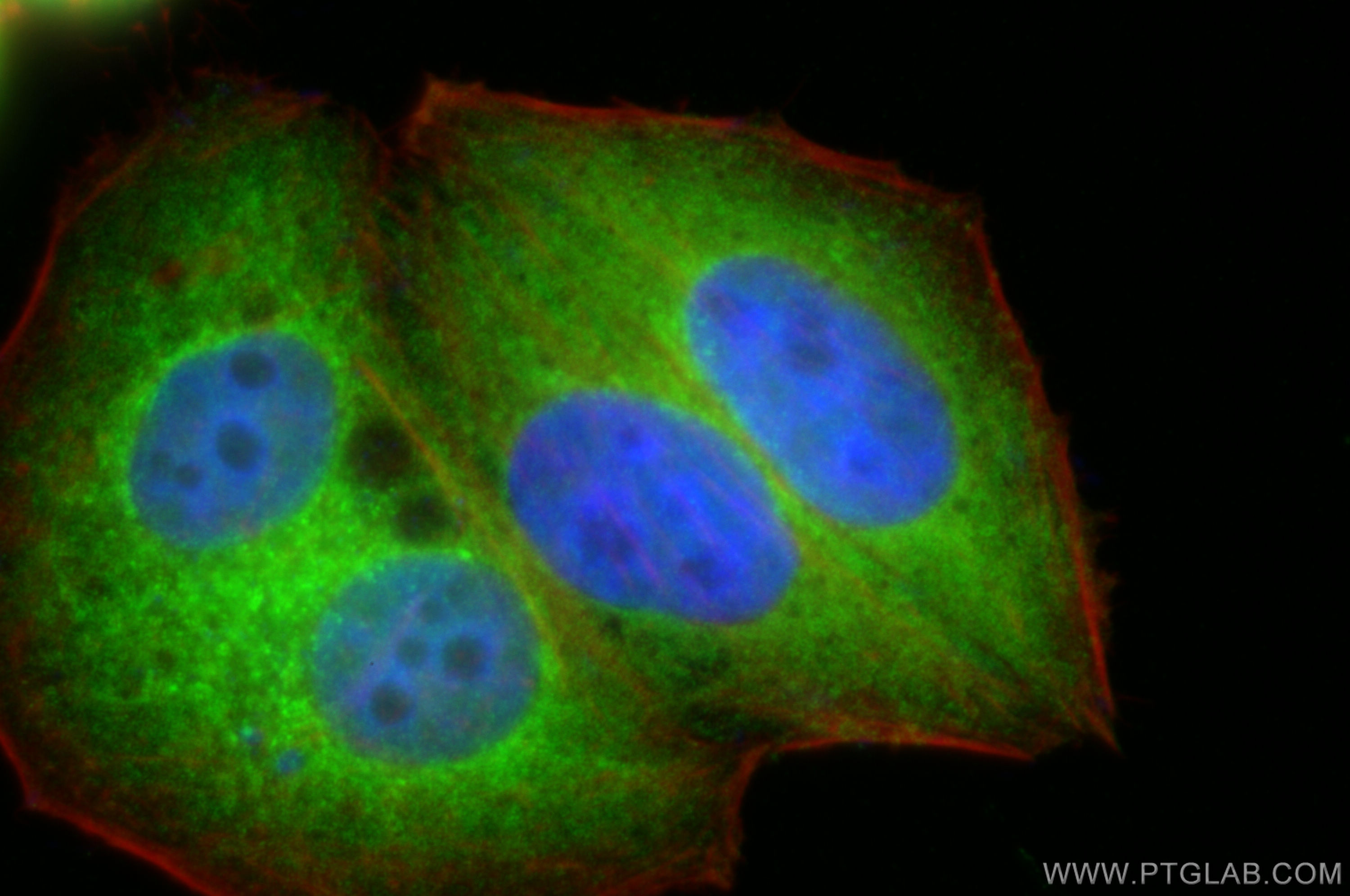 Immunofluorescence (IF) / fluorescent staining of HepG2 cells using C19orf36 Polyclonal antibody (25650-1-AP)