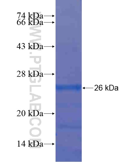 C19orf36 fusion protein Ag20434 SDS-PAGE