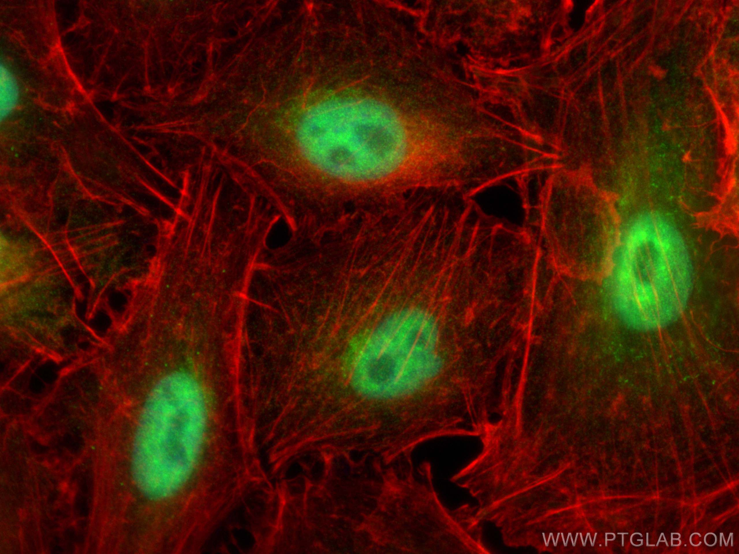 Immunofluorescence (IF) / fluorescent staining of A549 cells using C19orf40 Polyclonal antibody (26431-1-AP)