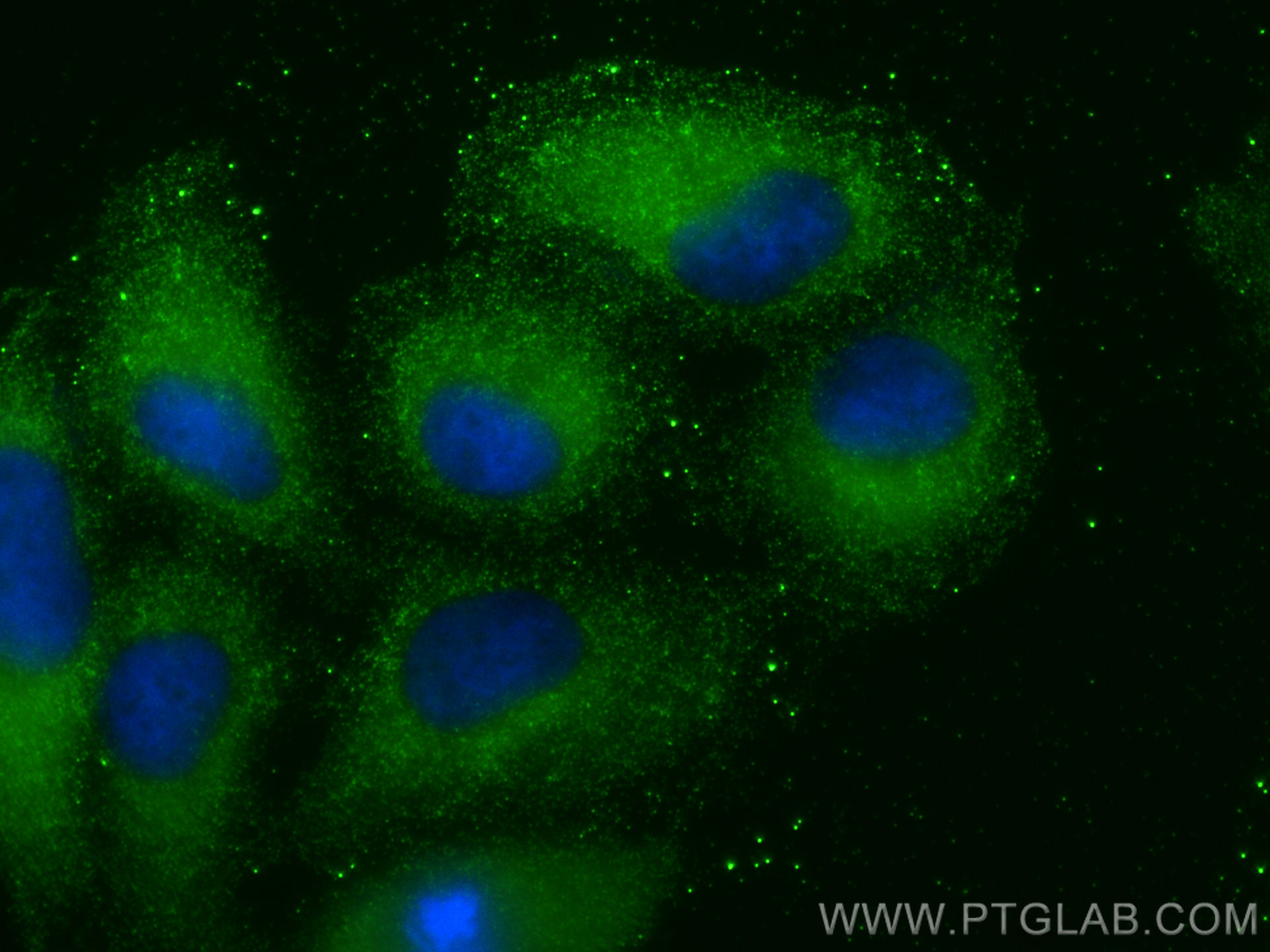 Immunofluorescence (IF) / fluorescent staining of A549 cells using C19orf50 Polyclonal antibody (20492-1-AP)