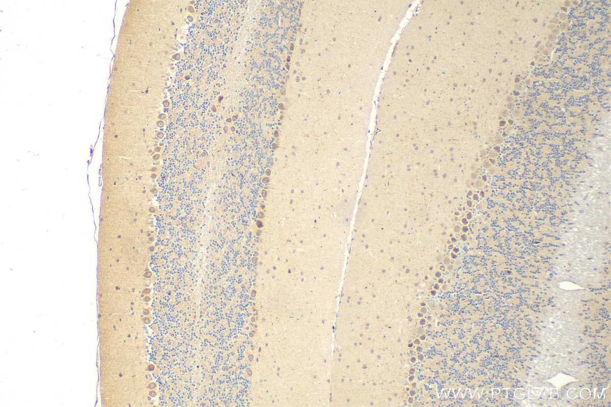 Immunohistochemistry (IHC) staining of mouse cerebellum tissue using C19orf50 Polyclonal antibody (20492-1-AP)