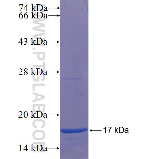 C19orf53 fusion protein Ag22427 SDS-PAGE