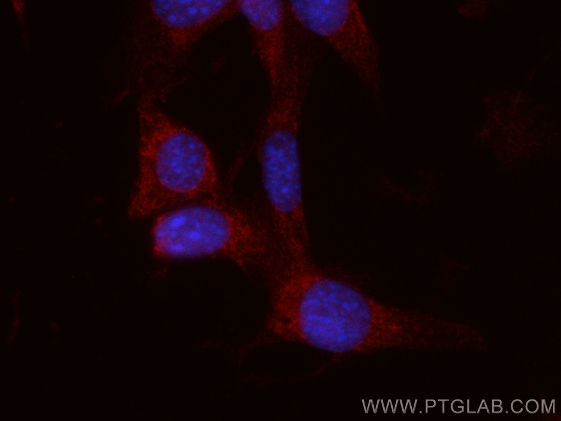 Immunofluorescence (IF) / fluorescent staining of NIH/3T3 cells using CoraLite®594-conjugated C1QBP Polyclonal antibody (CL594-24474)
