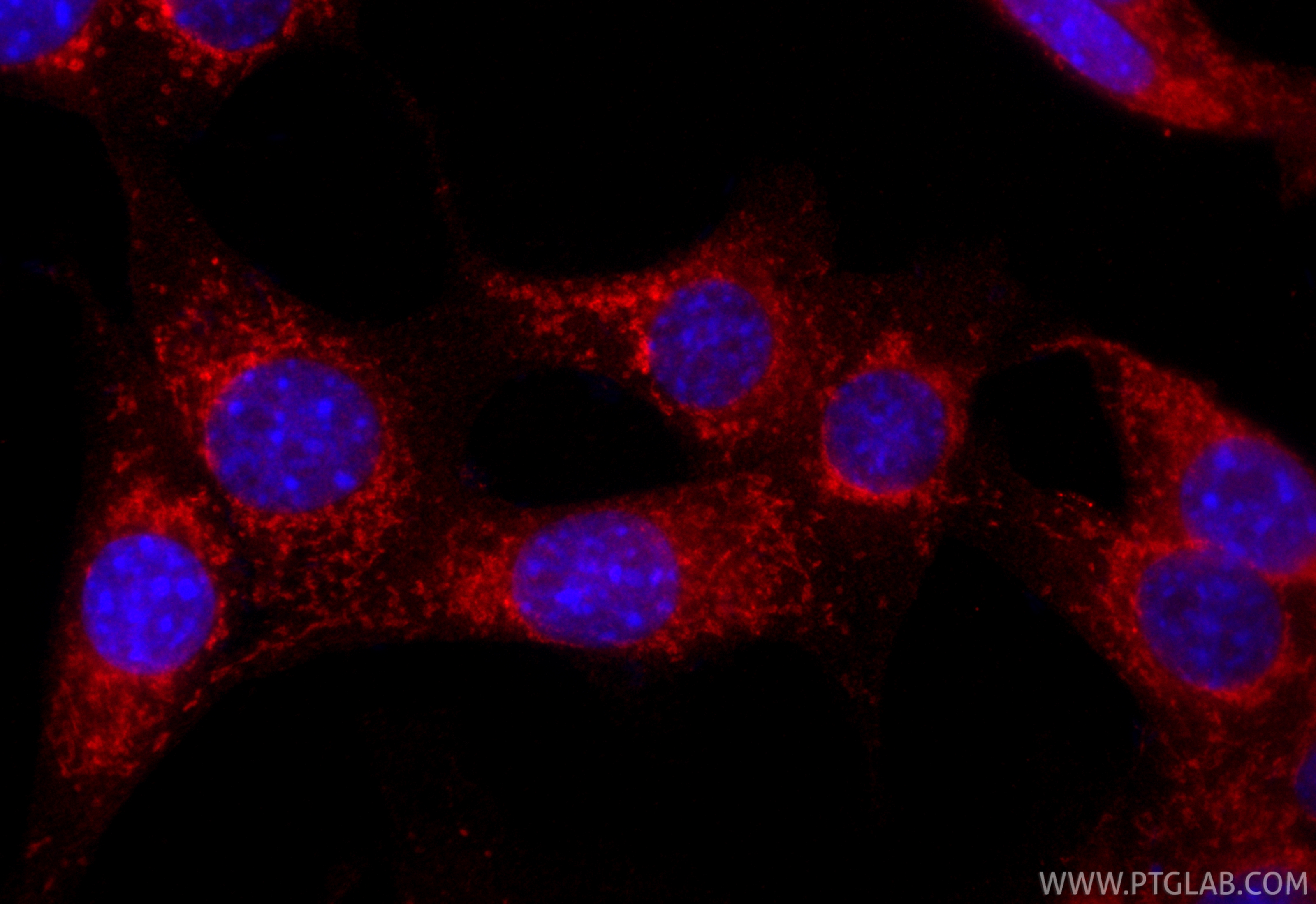 Immunofluorescence (IF) / fluorescent staining of NIH/3T3 cells using Cardinal Red™-conjugated C1QBP Polyclonal antibody (CR-24474)