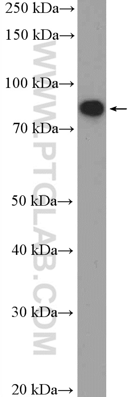 Western Blot (WB) analysis of L02 cells using C1orf103 Polyclonal antibody (26115-1-AP)