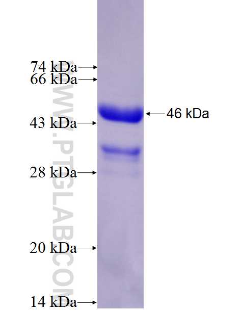 C1orf112 fusion protein Ag27316 SDS-PAGE