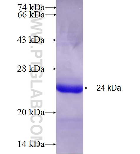 C1orf112 fusion protein Ag27327 SDS-PAGE