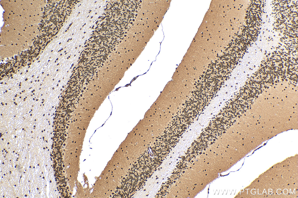 Immunohistochemistry (IHC) staining of mouse cerebellum tissue using C1orf83 Recombinant antibody (83626-3-RR)